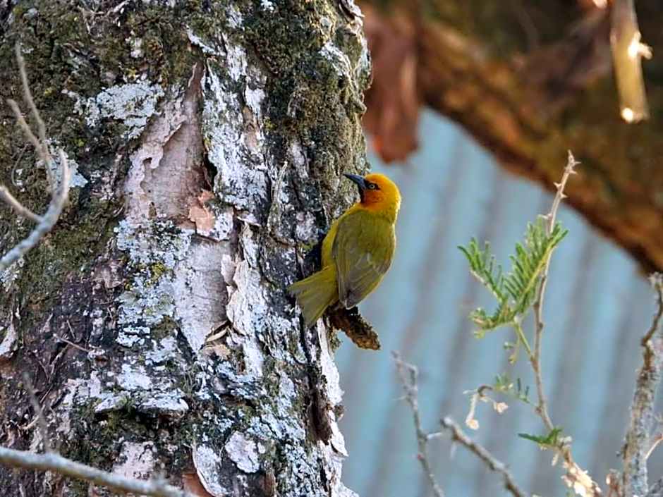Hippo Waterfront Lodge