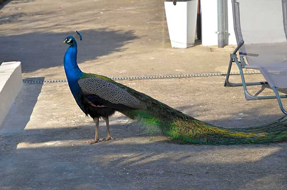 LA GRANDE JAOUGUE