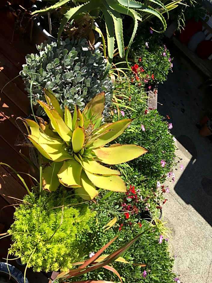 Ah House City B&B Nelson