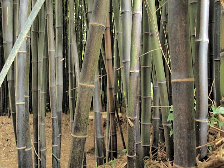 Balneario Hotel Dávila