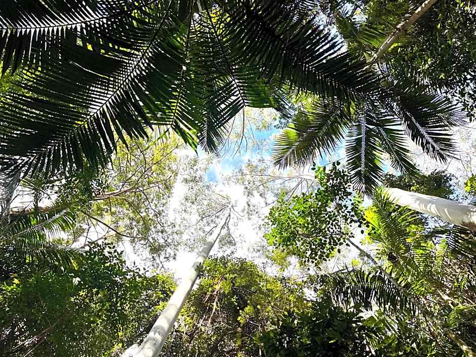 Nightcap Ridge - Byron Bay Hinterland