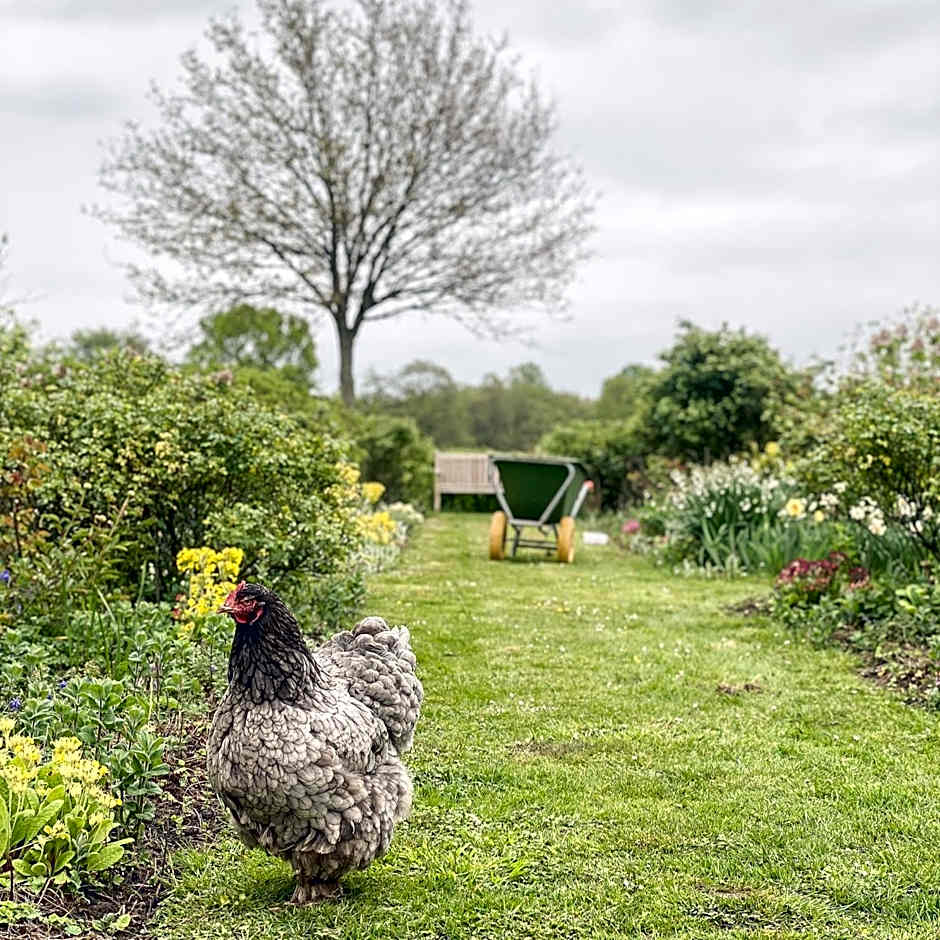 B&B Kasteelhoeve de Kerckhem