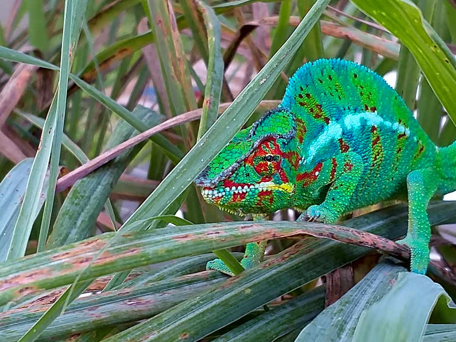 Poivre et Citronnelle