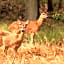 Knus vrijstaand boshuisje op de Hoge Veluwe