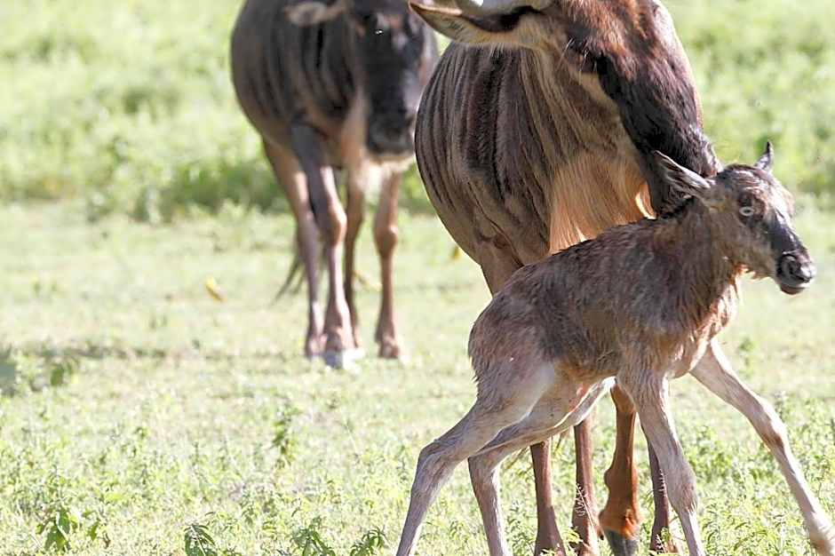 Gnu Ndutu Camp