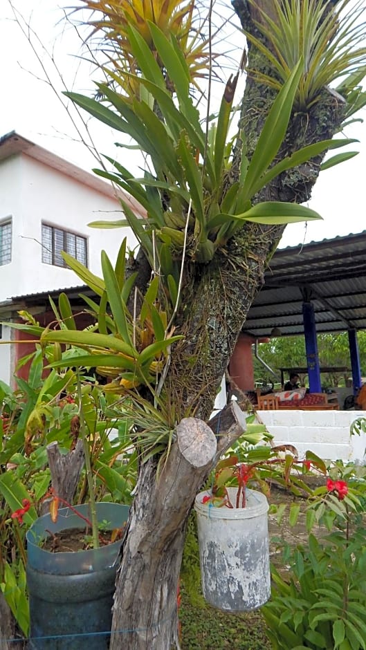 Casita Tonina