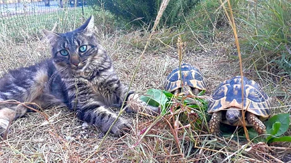 Chambre d'Hôtes L'Odalyre