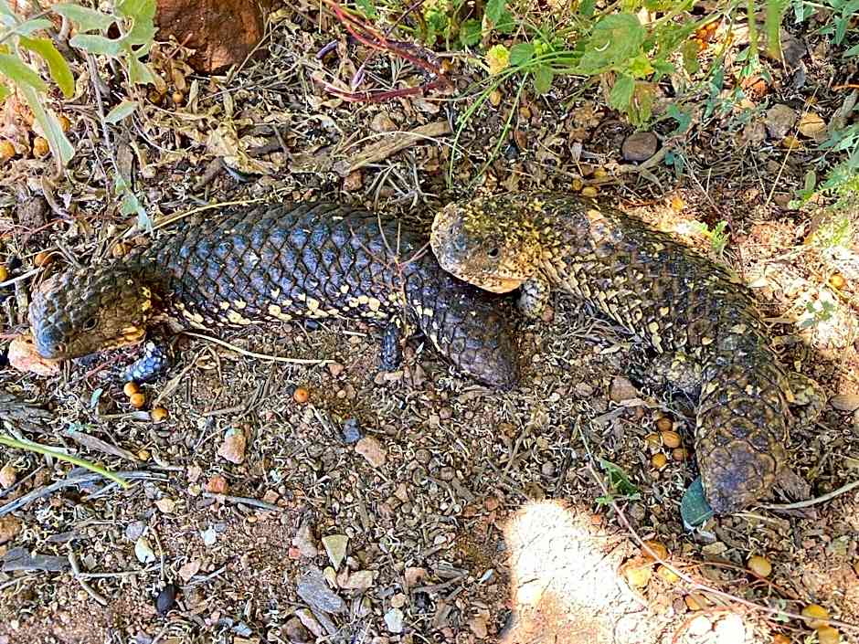 White Cliffs Underground Motel