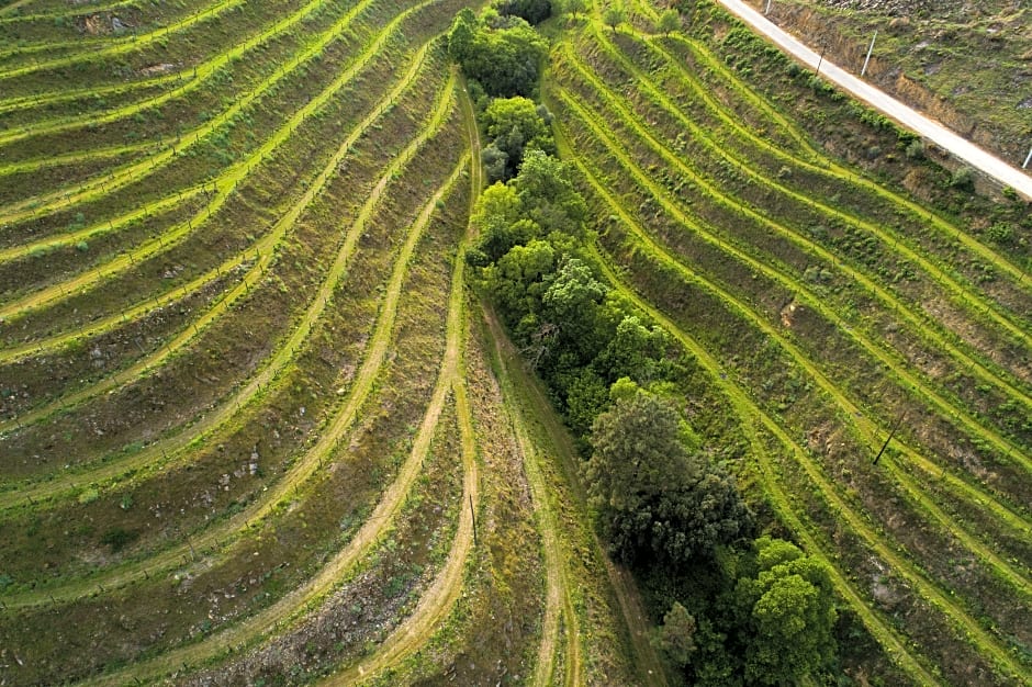 Vila Gale Douro Vineyards