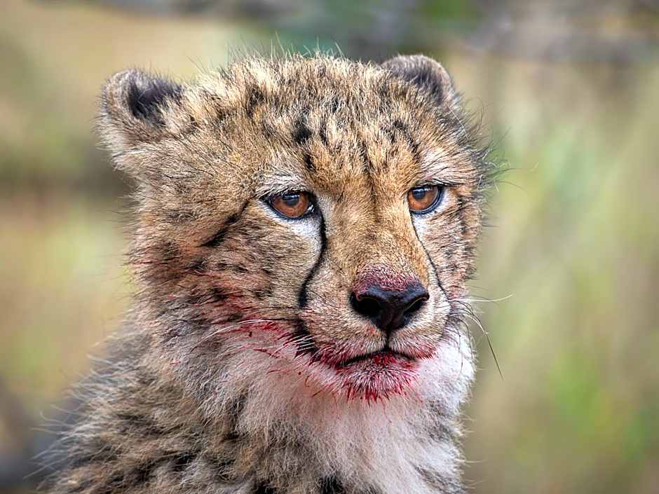 Rhino's Rest Private Luxury Villa