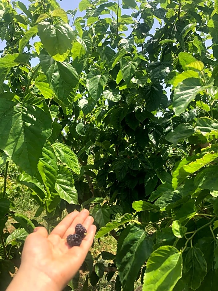 Agriturismo Donna Germana