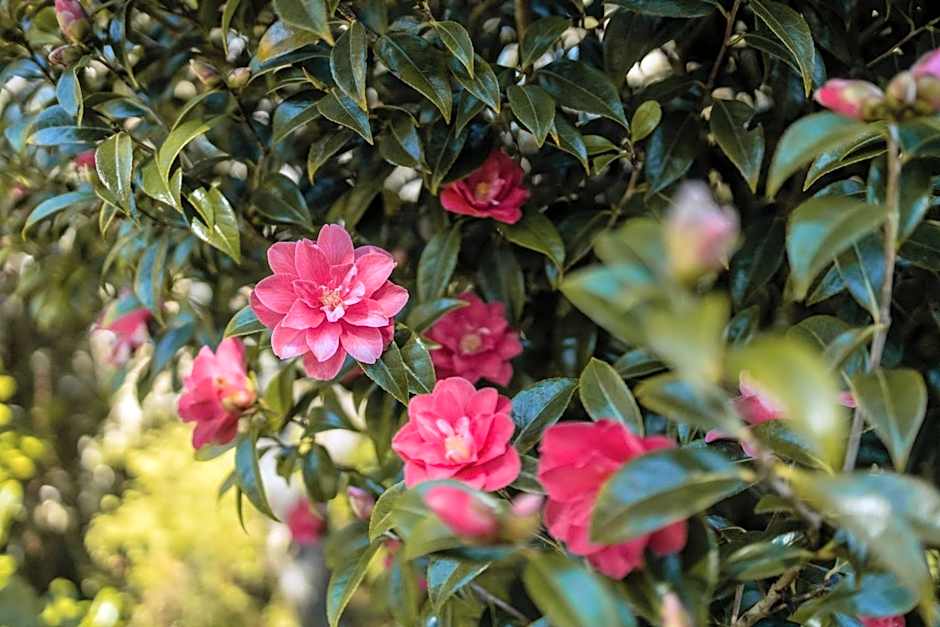 The Shoreline Tofino