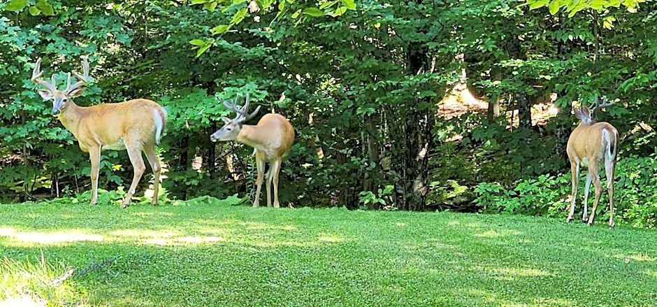 Gîte Le Trésor Caché Bed & Breakfast