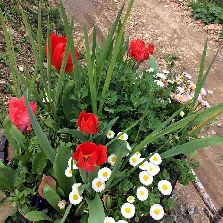 Guest Room Agro-turismo Quinta da Fonte Bed&Breakfast