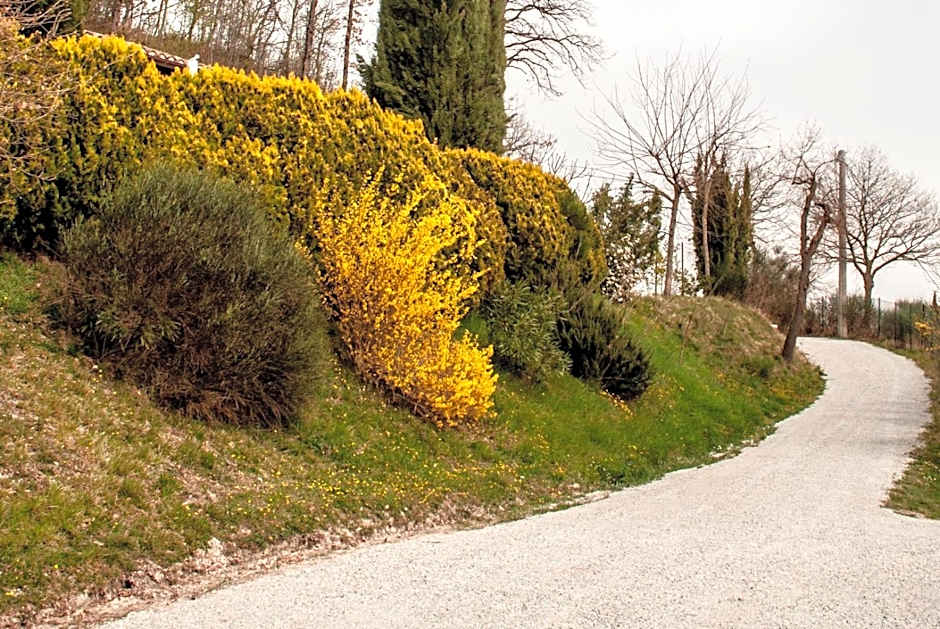 Calmancino delle Selve