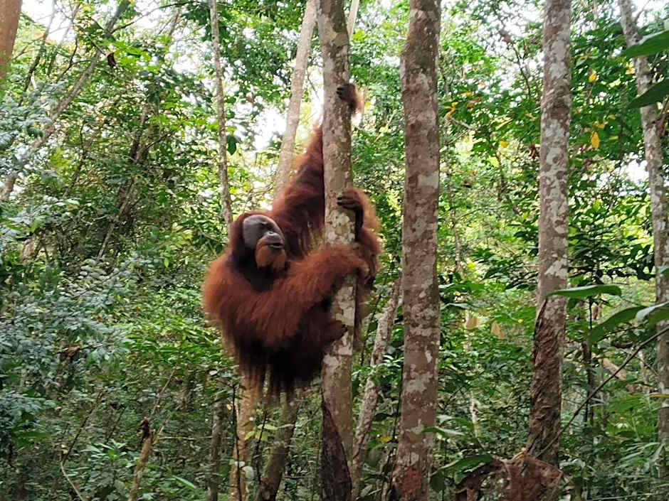 Jungle Trekking & Jungle Tour only stay here if you are and you must booking jungle trekking with us
