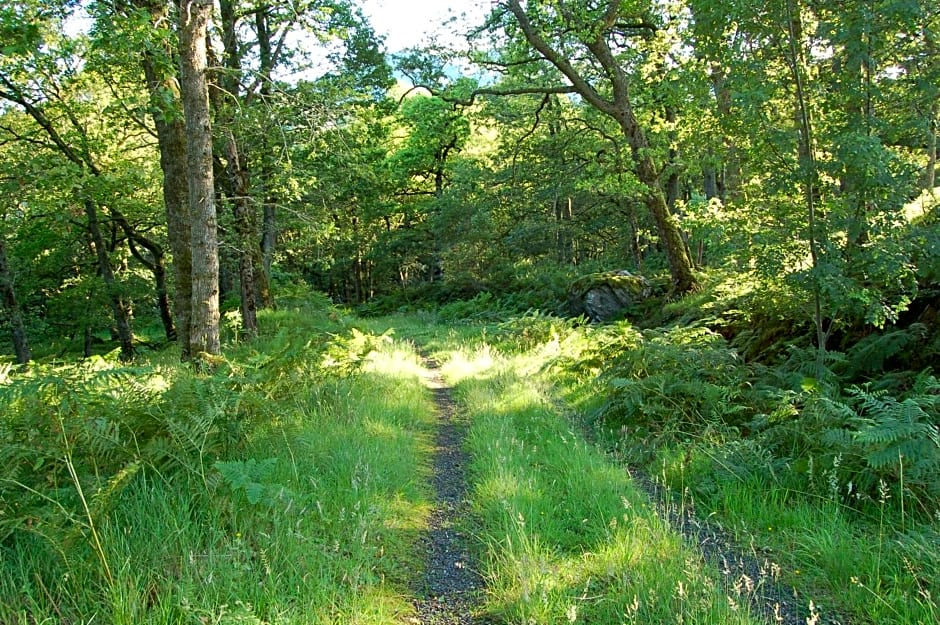 Luxury woodland Alder Lodge