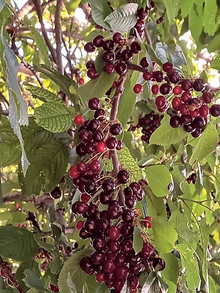 La casa dalle finestre blu