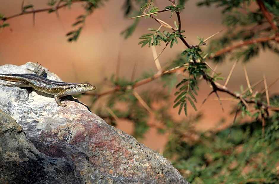 Kilima Private Game Reserve & Spa