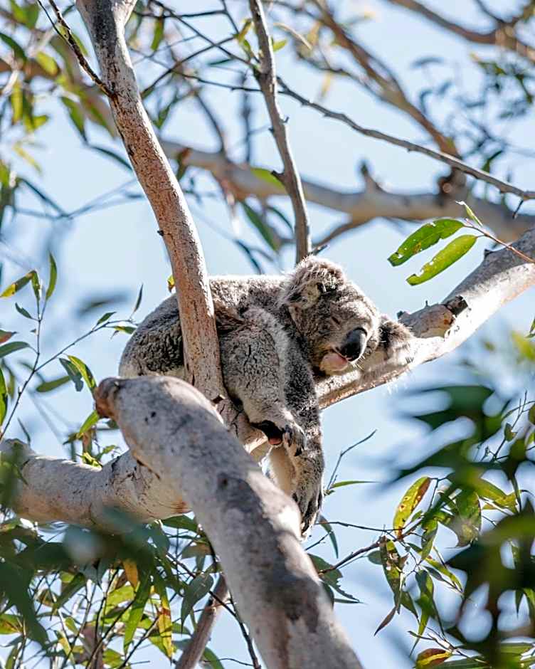 Port Stephens Koala Sanctuary