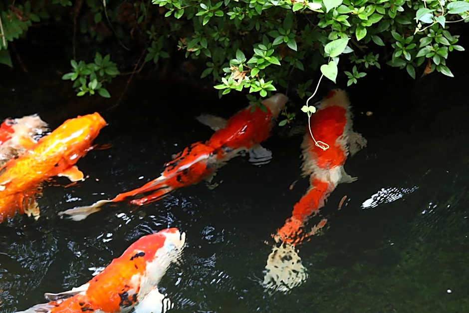 Besshoonsen Nanjyo Ryokan