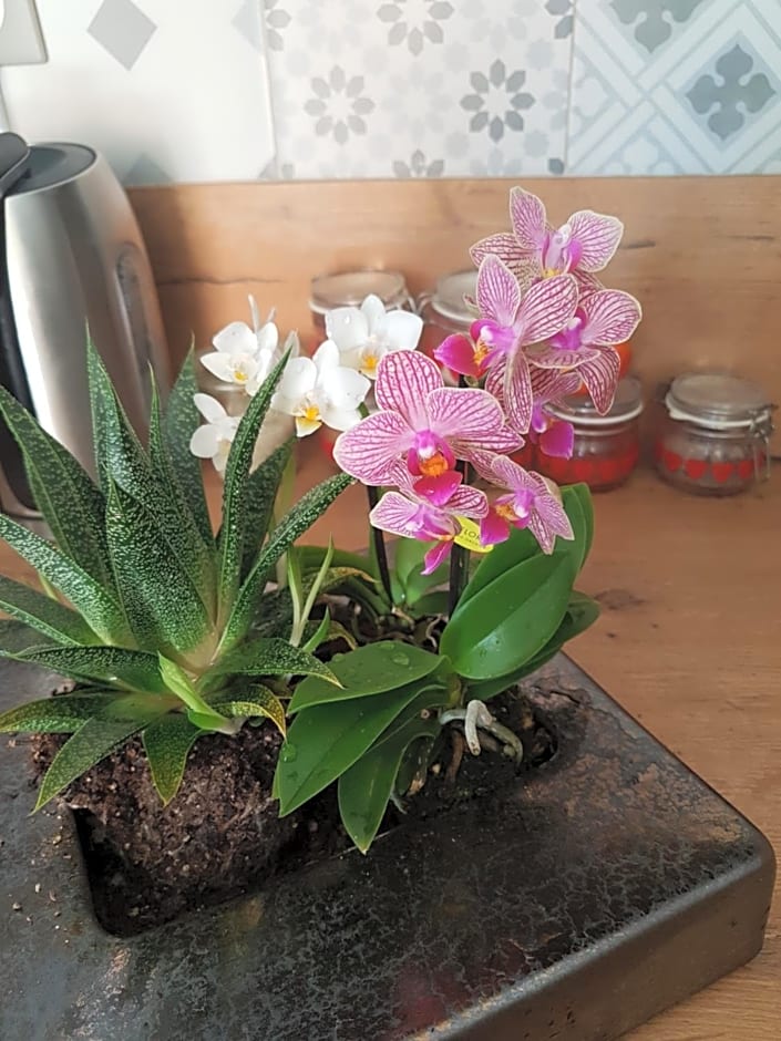 Fleur de garance
