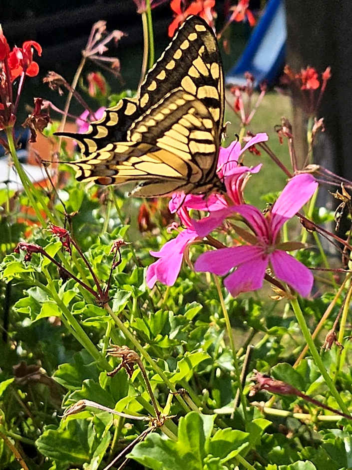 Landhotel "Zum ersten Siedler"