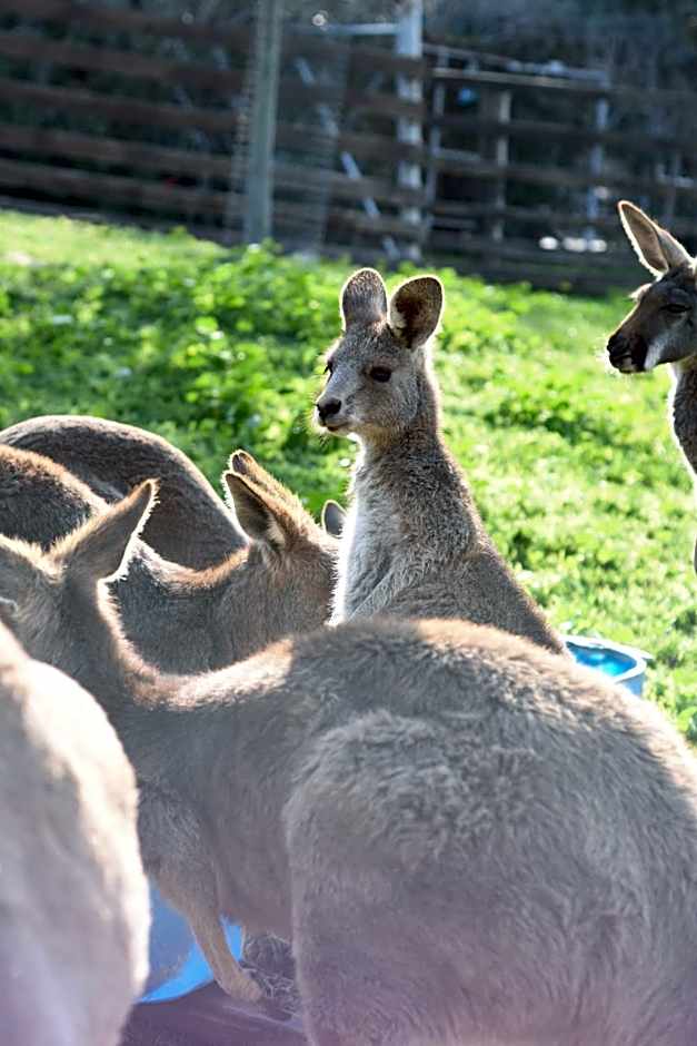 Nir David Country Lodge