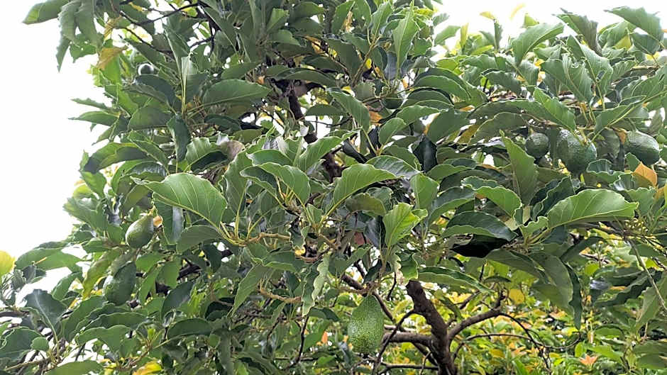 Pousada Recanto do Sossego