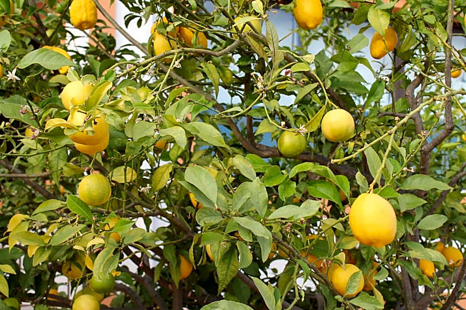 Quinta dos Poetas Nature Hotel & Apartments