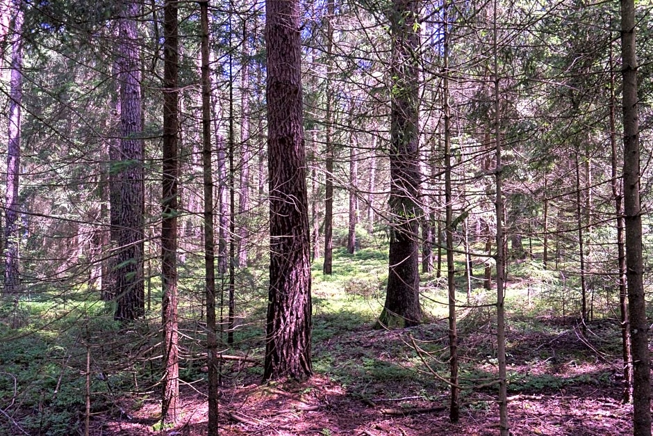 Baumzelt im Wald