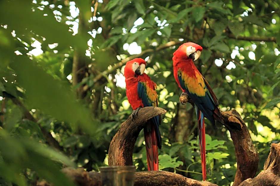 Piedra de Agua Palenque