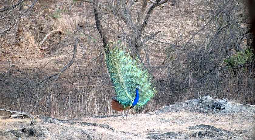 The Postcard Gir Wildlife Sanctuary