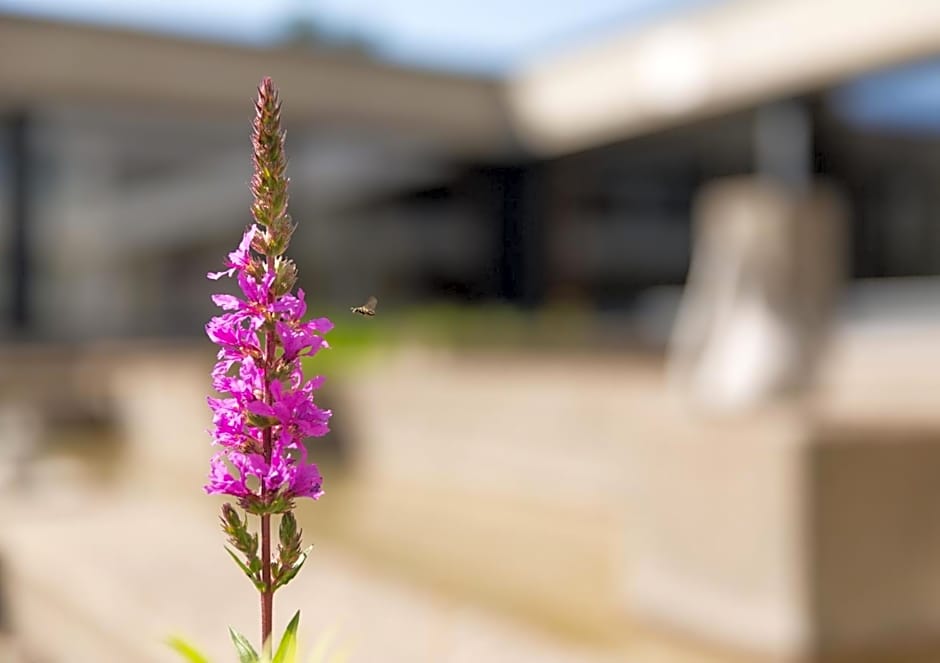 B&B Hotel Mattli Übernachtung Frühstück