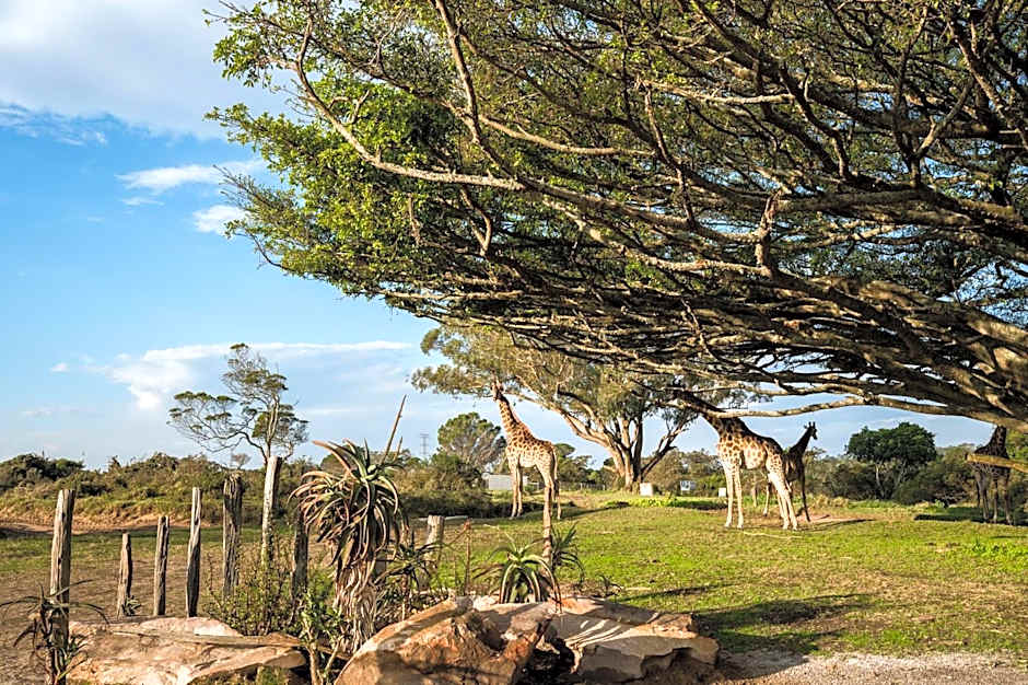 Kragga Kamma Game Park