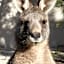 YHA Grampians Eco, Halls Gap