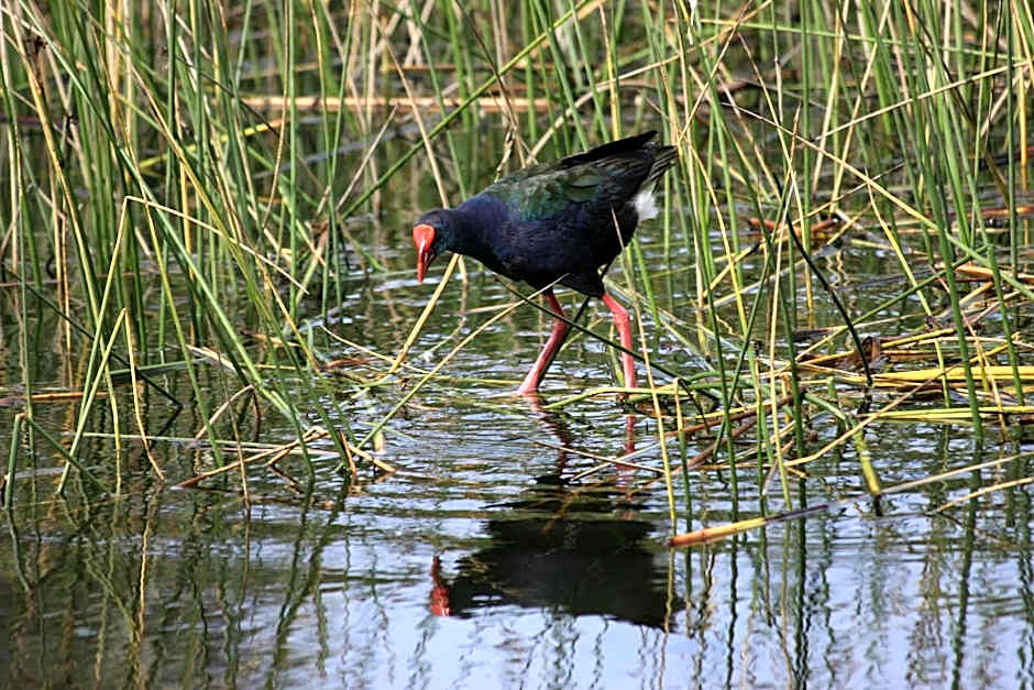 Serendipity Country House & Restaurant