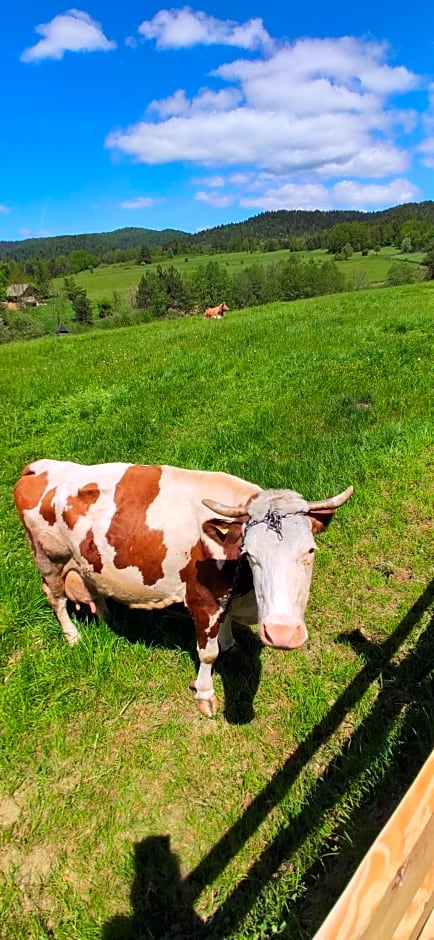 Góralskie Domki na Podhalu - z jacuzzi