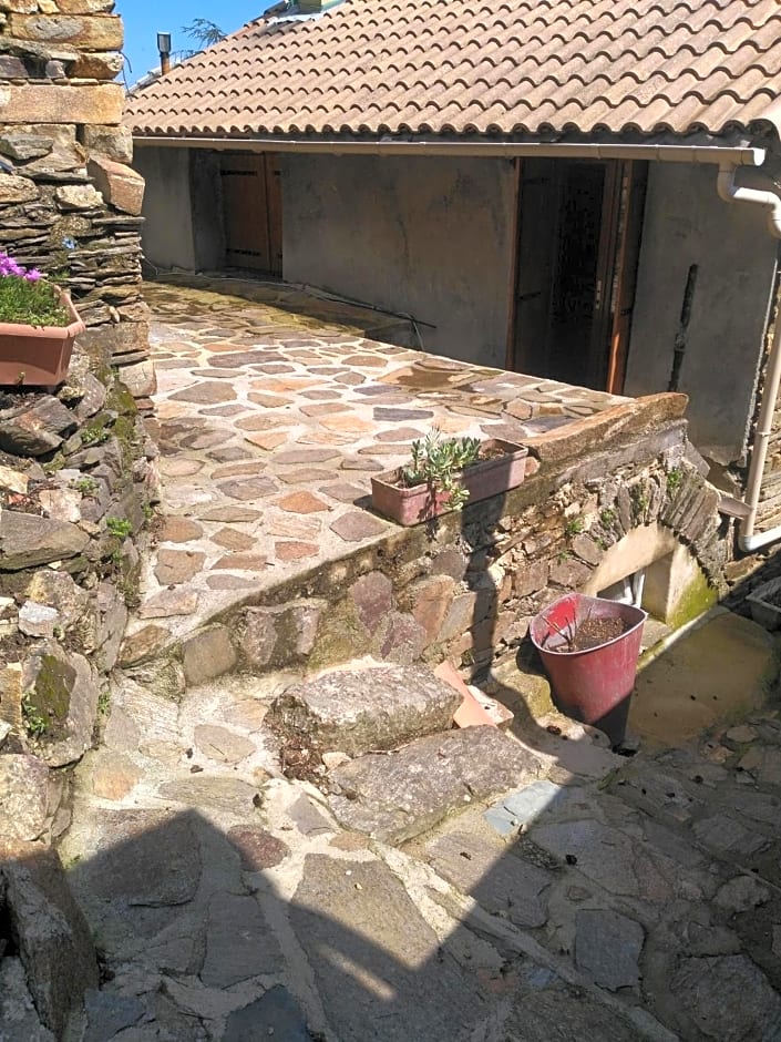 Le camélia de la mazarié