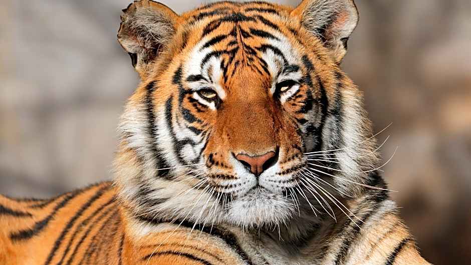 Holiday Inn Express and Suites Wylie West By IHG