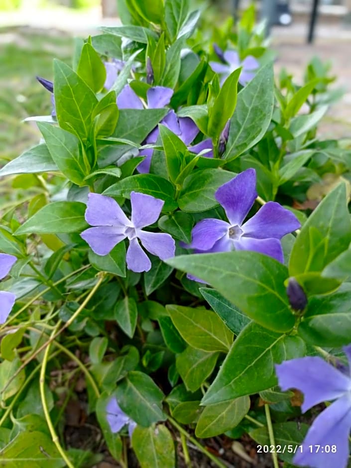 Casa de huéspedes Villa de las Hortensias
