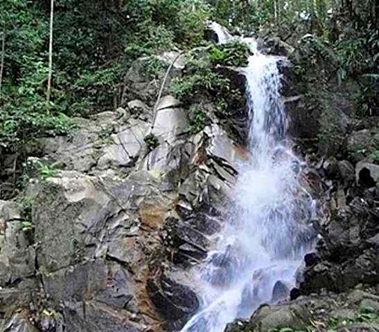 The Shorea
