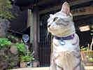Nakamuraya Ryokan