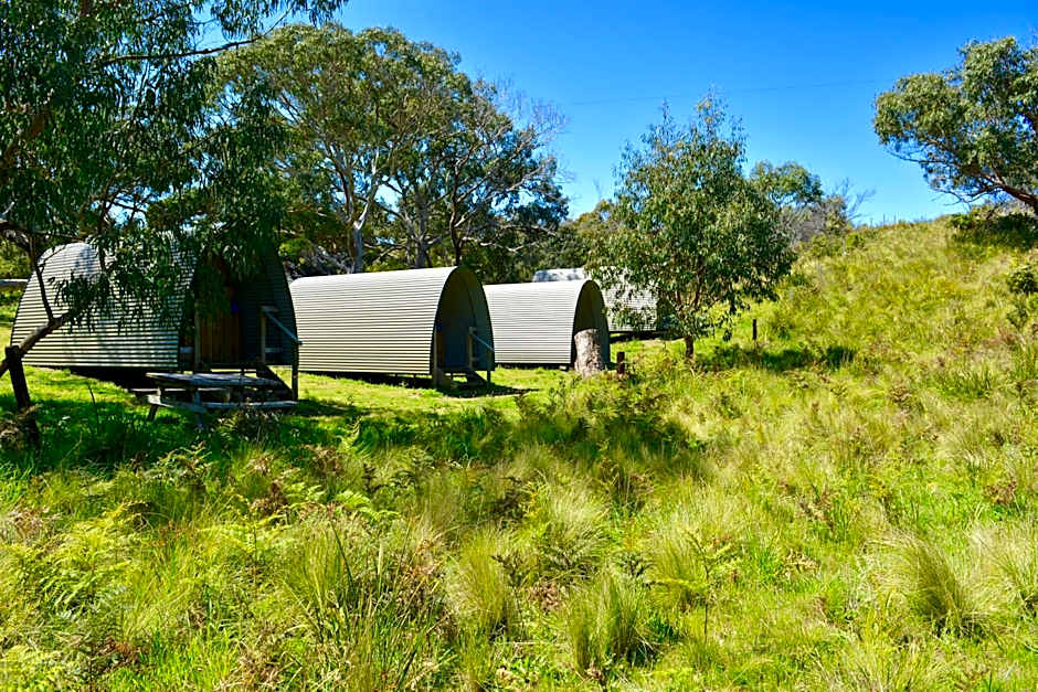 Bimbi Park - Camping Under Koalas