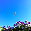 Apfelblüte bed & breakfast 8 km vom Bodensee