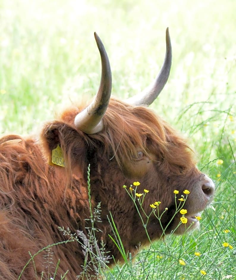 De Burcht-Drenthe