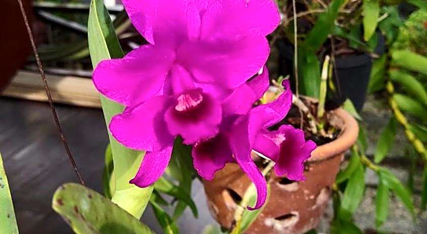 Ocean Lodge Langkawi