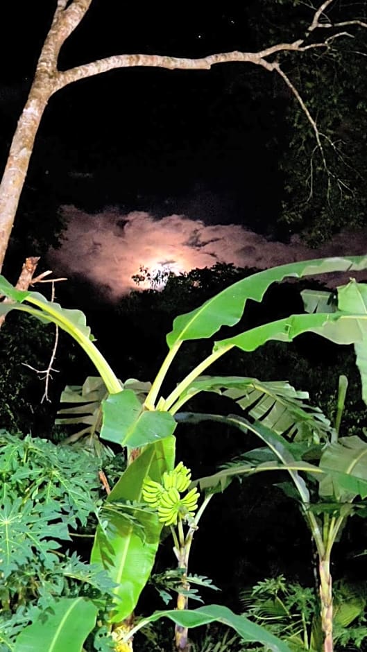 Jungla y Estrellas