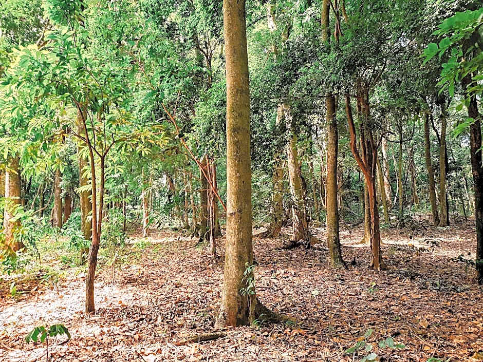 Espaço camping - Barraca 1