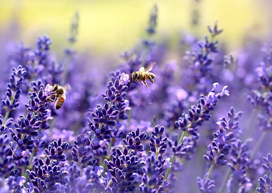 A la Maison d'Hôtes